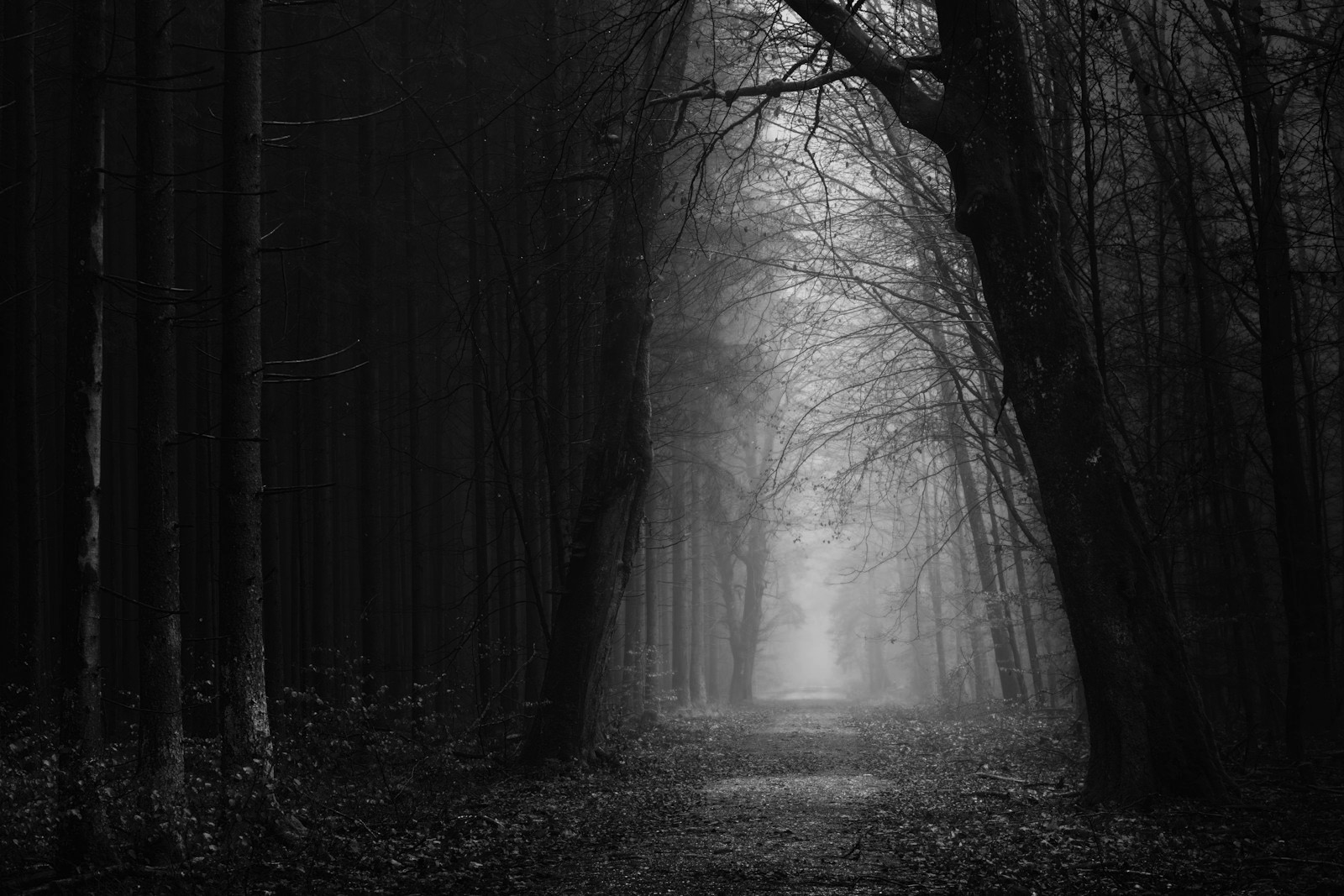 Chemin dans la forêt brumeuse