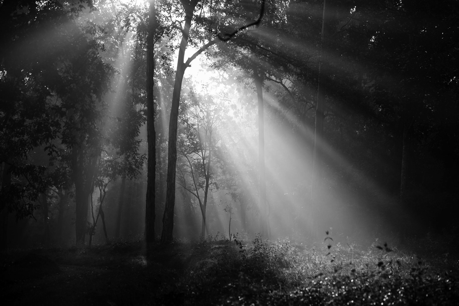 Lumière à travers les arbres